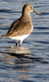 BIRD - DUNLIN - PA HARBOR (14).jpg