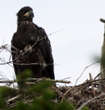 BIRD - EAGLE - BALD EAGLE - CHICKS - CLINE SPIT OVERLOOK - SEQUIM DUNGENESS BLUFFS (17).JPG