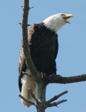 BIRD - EAGLE - BALD EAGLE - CLINE SPIT OVERLOOK SEQUIM WA (22).JPG