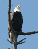 BIRD - EAGLE - BALD EAGLE - CLINE SPIT OVERLOOK SEQUIM WA (25).JPG