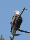 BIRD - EAGLE - BALD EAGLE - CLINE SPIT OVERLOOK SEQUIM WA (3).JPG