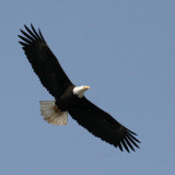 BIRD - EAGLE - BALD EAGLE - ELWHA RIVER MOUTH WASHINGTON (7).JPG