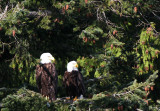 BIRD - EAGLE - BALD EAGLE - LAKE FARM BLUFFS (117).JPG