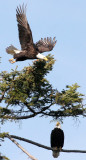 BIRD - EAGLE - BALD EAGLE - LAKE FARM BLUFFS (32).JPG
