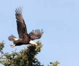 BIRD - EAGLE - BALD EAGLE - LAKE FARM BLUFFS (33).jpg
