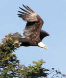 BIRD - EAGLE - BALD EAGLE - LAKE FARM BLUFFS (35).jpg
