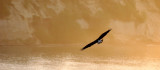 BIRD - EAGLE - BALD EAGLE - LAKE FARM BLUFFS (4).JPG