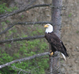 BIRD - EAGLE - BALD EAGLE - LAKE FARM BLUFFS WASHINGTON (173).JPG