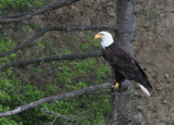 BIRD - EAGLE - BALD EAGLE - LAKE FARM BLUFFS WASHINGTON (175).jpg