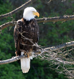 BIRD - EAGLE - BALD EAGLE - LAKE FARM BLUFFS WASHINGTON (213).JPG