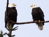 BIRD - EAGLE - BALD EAGLE - MARINE DRIVE SEQUIM WA (14).JPG