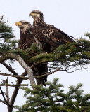BIRD - EAGLE - BALD EAGLE - THIRD YEAR JUVENILE - SEQUIM MARINE DRIVE (3).JPG