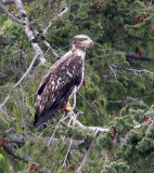 BIRD - EAGLE - BALD EAGLE IMMATURE WITH MATURE - LAKE FARM BLUFFS (8).jpg