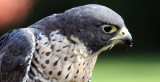 BIRD - FALCON - PEREGRINE FALCON - WOODLAND PARK (2).JPG
