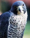 BIRD - FALCON - PEREGRINE FALCON - WOODLAND PARK (4).JPG