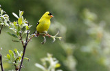 BIRD - GOLDFINCH - AMERICAN GOLDFINCH - ELWHA RIVER TRAILS (3).JPG