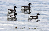 BIRD - GOOSE - BRANT GOOSE - PORT ANGELES HARBOR WA (5).JPG