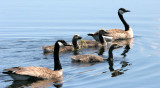 BIRD - GOOSE - CANADA GOOSE FAMILY - JAMESTOWN WETLANDS WA (3).JPG