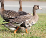 BIRD - GOOSE - GREATER WHITE-FRONTED GOOSE - STRAIT OF JUAN DE FUCA WA (7).JPG