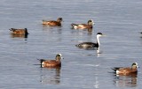 BIRD - GREBE - WESTERN (11).jpg