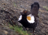 BIRD - GROUSE - BLUE - RIDGE ROAD C.jpg