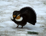 BIRD - GROUSE - BLUE - RIDGE ROAD I.jpg