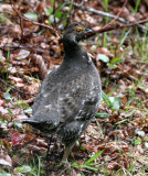 BIRD - GROUSE - SPRUCE GROUSE - DUNCAN CEDAR TREE ROAD - HOH RIVER VALLEY WA (23).JPG
