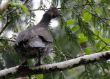 BIRD - GROUSE - SPRUCE GROUSE - DUNCAN CEDAR TREE ROAD - HOH RIVER VALLEY WA (23).JPG