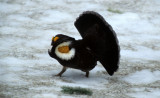 BIRD - GROUSE - BLUE GROUSE - RIDGE ROAD OP.jpg