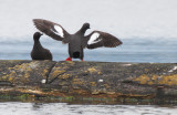 BIRD - GUILLEMOT - PIGEON GUILLEMOT - PORT ANGELES HARBOR WA (10).JPG