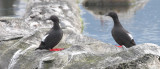 BIRD - GUILLEMOT - PIGEON GUILLEMOT - PORT ANGELES HARBOR WA (38).JPG