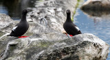 BIRD - GUILLEMOT - PIGEON GUILLEMOT - PORT ANGELES HARBOR WA (43).JPG