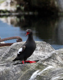 BIRD - GUILLEMOT - PIGEON GUILLEMOT - PORT ANGELES HARBOR WA (48).JPG