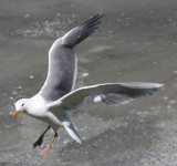 BIRD - GULL - GLAUCOUS WINGED GULL - DUNGENESS SPIT WILDLIFE RESERVE WA (31).JPG