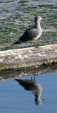 BIRD - GULL - HEERMANN'S GULL - PA HARBOR (6).JPG