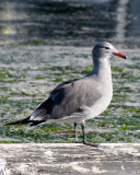 BIRD - GULL - HEERMANN'S GULL - PA HARBOR WA (11).JPG