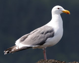 BIRD - GULL - WESTERN - SALT CREEK (9).jpg