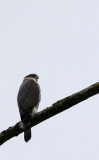 BIRD - HAWK- COOPERS HAWK - JAMESTOWN WA (2).jpg