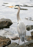 BIRD - HERON - GREAT BLUE - PA HARBOR (2).jpg