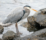 BIRD - HERON - GREAT BLUE - PA HARBOR (7).jpg