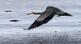 BIRD - HERON - GREAT BLUE - THREE CRABS (20).jpg