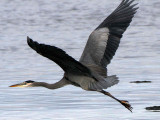 BIRD - HERON - GREAT BLUE - THREE CRABS (22).jpg