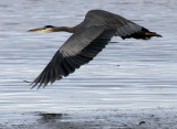 BIRD - HERON - GREAT BLUE - THREE CRABS (23).jpg