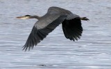BIRD - HERON - GREAT BLUE - THREE CRABS (26).jpg