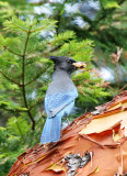 BIRD - JAY - STELLER'S JAY - LAKE FARM TRAILS (3).JPG