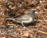 BIRD - JUNCO - DARK-EYED JUNCO - OREGON RACE PALE ADULT - DUNGENESS RIVER CENTER SEQUIM WA (3).JPG