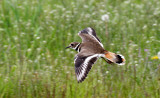 BIRD - KILLDEER - SEQUIM WA (25).JPG