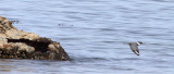 BIRD - KINGFISHER - BELTED KINGFISHER - LAKE FARM BEACH WA (26).JPG