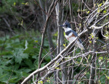 BIRD - KINGFISHER - BELTED KINGFISHER - LAKE FARM BEACH WA (28).JPG