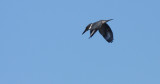 BIRD - KINGFISHER - BELTED KINGFISHER - SEQUIM BAY WA (4).JPG